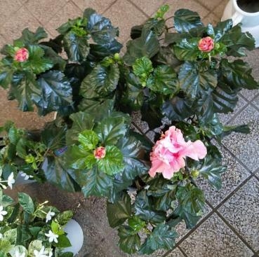 イランイラン開花 鉢植え入荷 花屋ブログ 京都府舞鶴市の花屋 花アラキにフラワーギフトはお任せください 当店は 安心と信頼の花キューピット加盟店です 花キューピットタウン