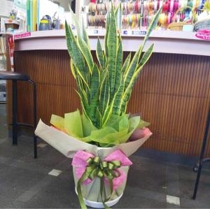 観葉植物のラッピング 花屋ブログ 京都府舞鶴市の花屋 花アラキにフラワーギフトはお任せください 当店は 安心と信頼の花キューピット加盟店です 花キューピットタウン