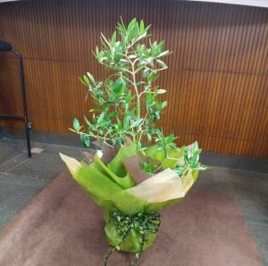 観葉植物のラッピング 花屋ブログ 京都府舞鶴市の花屋 花アラキにフラワーギフトはお任せください 当店は 安心と信頼の花キューピット加盟店です 花キューピットタウン