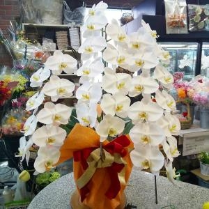 胡蝶蘭のラッピング「花アラキ」（京都府舞鶴市の花屋）のギャラリー写真